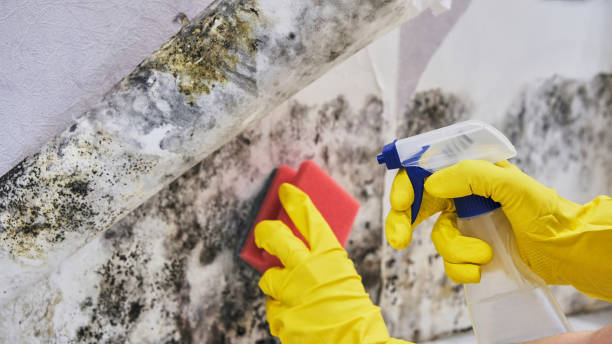 Best Black Mold Removal  in Vine Grove, KY